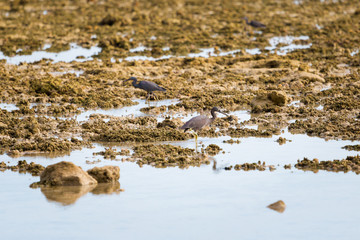 Tropical landscape of Koh Kradan
