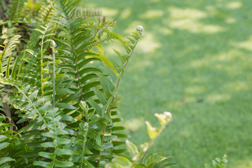 Fototapeta na wymiar Natural background, fern leaf with blurred grass.