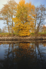 Autumn orange and red leaves colors tree