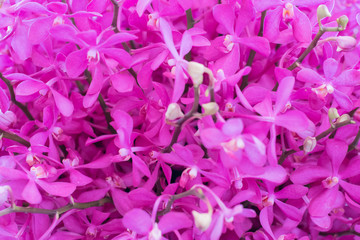 Natural background, colorful orchid flower, selective focus.