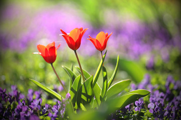 Colorful spring garden with purple flowers and red tulips