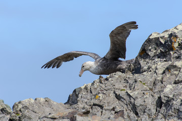 Giant petrel on rock