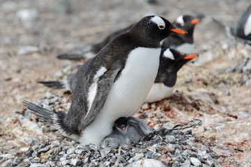 Fototapeta premium Gentoo penguin with chicks in nest