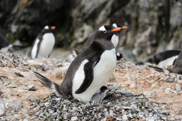 Naklejka premium Gentoo penguin with chicks in nest
