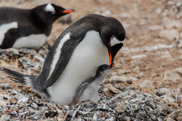 Naklejka premium Gentoo penguin with chick in nest