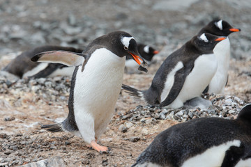 Fototapeta na wymiar Gentoo penguin with stone in beak
