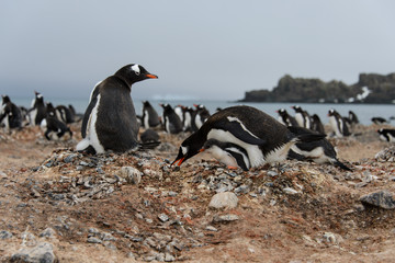 Gentoo penguin put stone in nest
