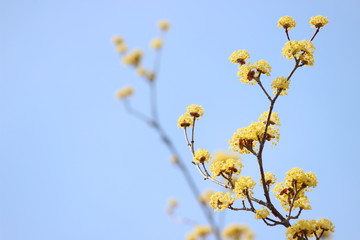 Obraz premium さくら