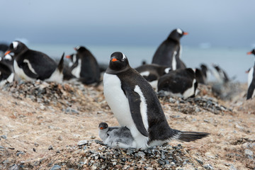 Naklejka premium Gentoo penguin with chicks in nest