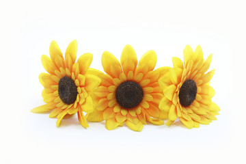 Sunflower isolated on white background 