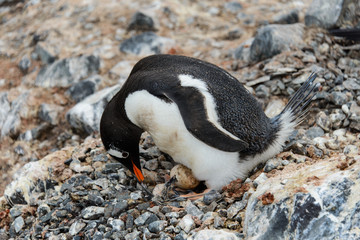 Obraz premium Gentoo penguin with egg in nest