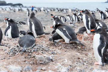 Fototapeta premium Gentoo penguin in nest aggressive open beak