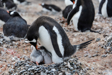 Naklejka premium Gentoo penguin with chicks in nest
