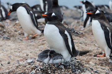 Fototapeta premium Gentoo penguin with chicks in nest