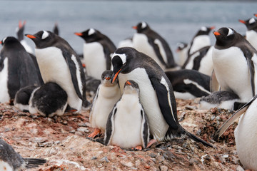 Gentoo penguin with chicks in nest