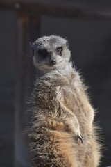 Fototapeta premium a standing meerkat / ミーアキャットの立ち姿