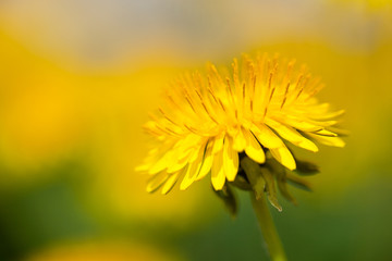 Yellow dandelion flower (Taraxacum officinale) with blurred background on spring sunny day. Blooming dandelion. 