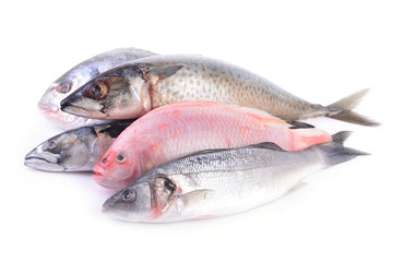 Sea fish on a white background