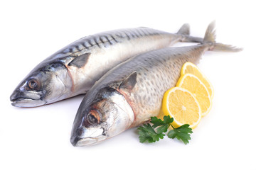 Mackerel isolated on white background