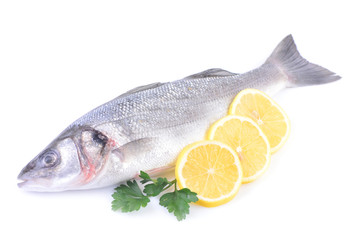 Sea fish on a white background