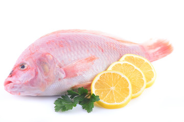 Red fish tilapia