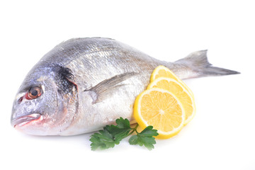 Sea fish on a white background
