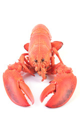 Lobster on a white background