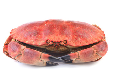 Crab on a white background
