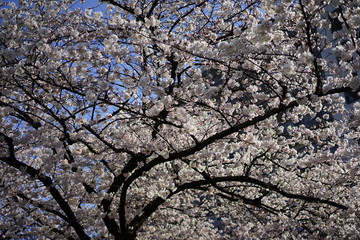 中目黒の桜