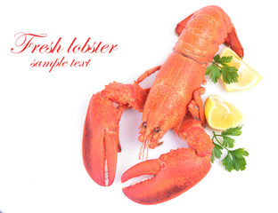 Lobster on a white background