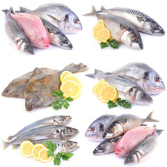 Sea fish for every taste