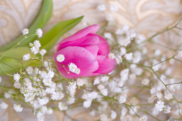 pink tulip surrounded by white small flowers