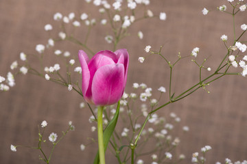 pink tulip surrounded by white small flowers