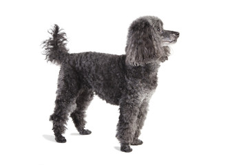 gray poodle isolated