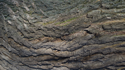 Wooden bark texture