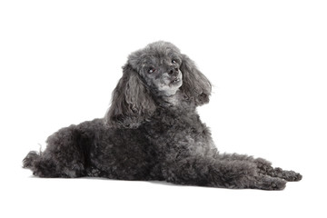 gray poodle lying isolated