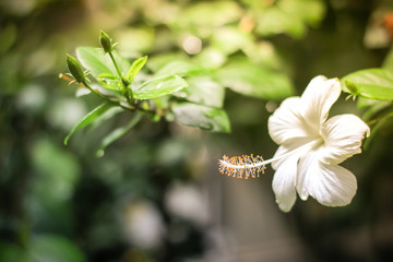  beautiful white hibiscus flower © kongpons