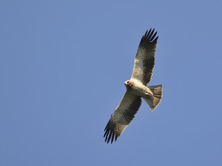 Booted eagle (Aquila pennata), Greece