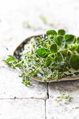 Fresh Herbs on a Plate (oregano, thyme, lemon thyme)