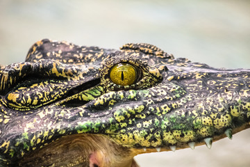 The terrifying eye of crocodile a large aquatic predatory reptiles like aligator