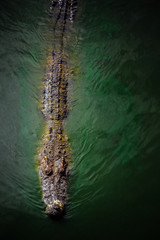 large scary crocodile (alligator like reptile) hiding on dark water surface