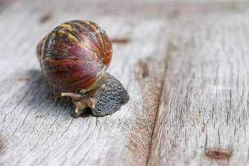 Close up snails shell on wood background 