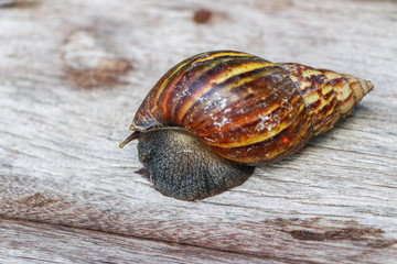 Close up snails shell on wood background 