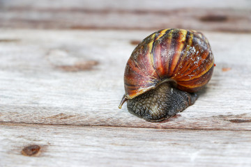 Snail on wooden closeup concept snail farm 