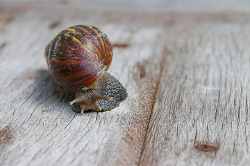 Snail on wooden closeup concept snail farm 