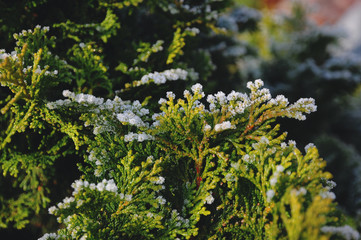 Winter Forst on beautiful autumn color leaves