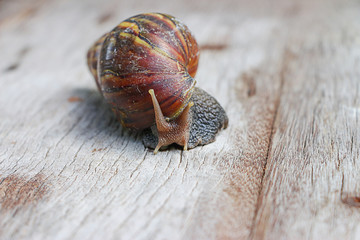 Snail on wooden closeup concept snail farm 