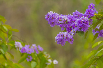 colorful flower on tropical tree in Thailand, natural scene in Asia