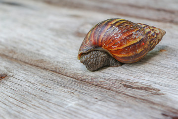 Snail on wooden closeup concept snail farm 