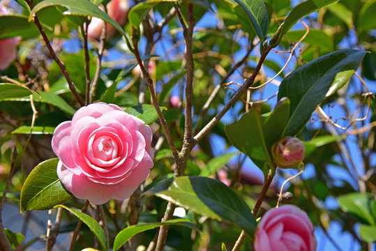 藪椿 Images Browse 193 Stock Photos Vectors And Video Adobe Stock